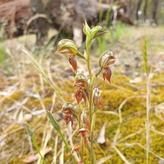 Pterostylis squamata