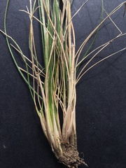 Rytidosperma caespitosum