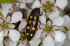 Castiarina xanthopilosa