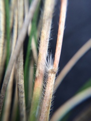 Rytidosperma caespitosum