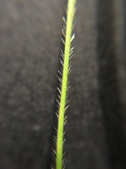 Rytidosperma caespitosum