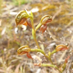 Pterostylis squamata