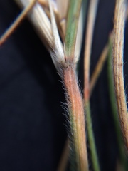 Rytidosperma caespitosum