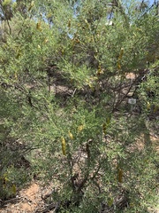 Senna artemisioides coriacea