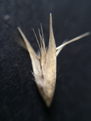 Rytidosperma caespitosum