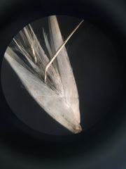 Rytidosperma caespitosum