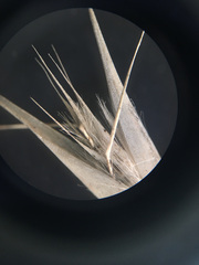 Rytidosperma caespitosum