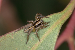 Artoriopsis