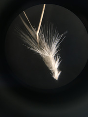 Rytidosperma caespitosum