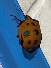 Tectocoris diophthalmus