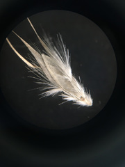 Rytidosperma caespitosum