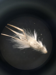 Rytidosperma caespitosum