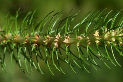 Myriophyllum papillosum