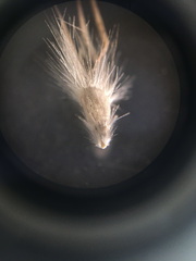 Rytidosperma caespitosum