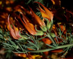 Lotus berthelotii