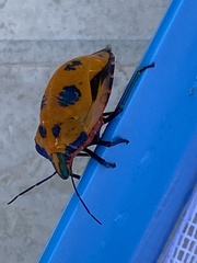 Tectocoris diophthalmus