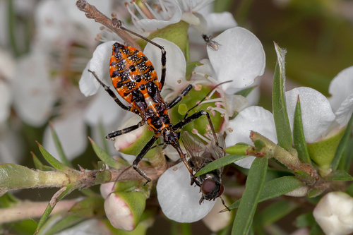 Orange Assassin Bug (Gminatus australis) photo 3