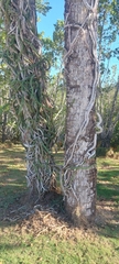 Selenicereus undatus