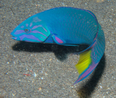Thalassoma lunare