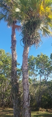 Selenicereus undatus