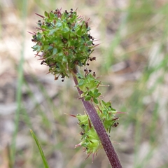 Acaena agnipila