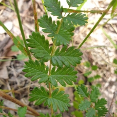 Acaena agnipila