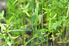 Galium bifolium