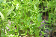 Galium bifolium