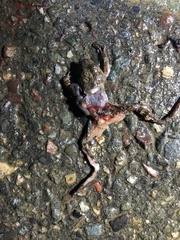 Rana draytonii