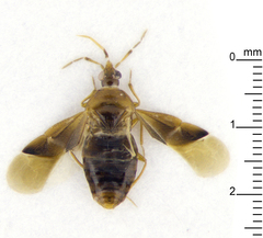 Cimicoidea