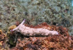 Plakobranchus ocellatus