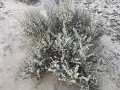 Atriplex julacea
