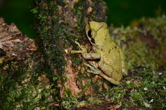 Osteocephalus planiceps