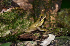 Osteocephalus planiceps
