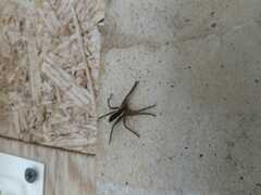 Dolomedes fimbriatus