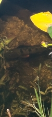Cichla ocellaris