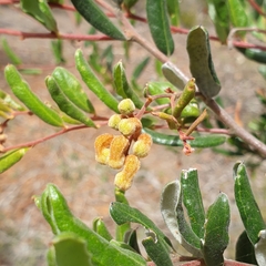 Grevillea chrysophaea