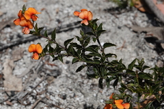 Podolobium procumbens