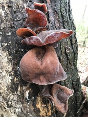 Auricularia angiospermarum