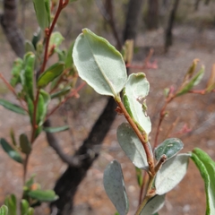Grevillea chrysophaea