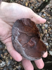 Auricularia angiospermarum
