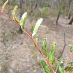 Grevillea chrysophaea