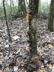 Auricularia angiospermarum