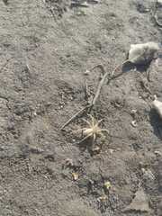 Micrommata virescens