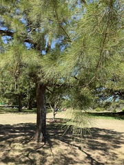 Casuarina glauca