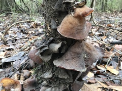 Auricularia angiospermarum