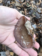 Auricularia angiospermarum