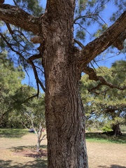Casuarina glauca