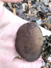 Auricularia angiospermarum