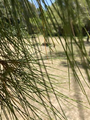 Casuarina glauca